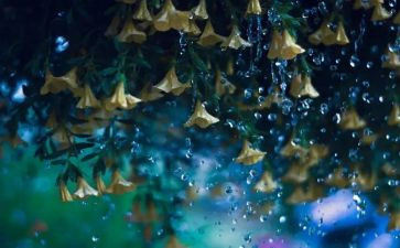 阅读雨教案参考5篇