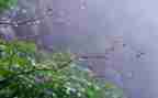 作文雨600字初中作文模板5篇