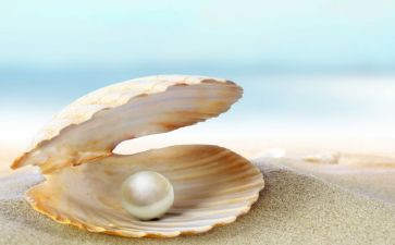 珍珠鸟的教案通用8篇