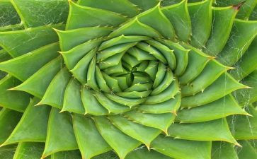 植物细胞的教案5篇