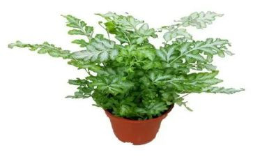 植物的茎教案推荐6篇