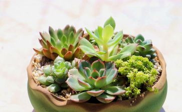 植物园的心得体会5篇