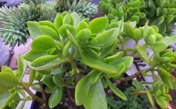 参观植物园心得体会7篇