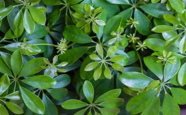 植物的茎教案模板8篇