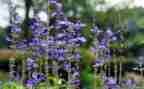 描写植物的作文300字5篇