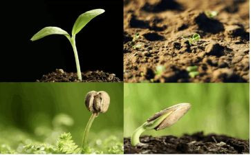 种子植物的教案6篇